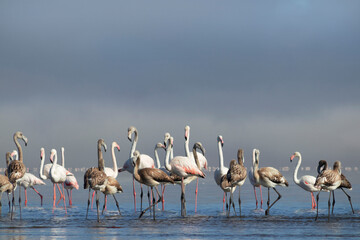 African birds.  Flock of pink african flamingos  walking around the blue lagoon on the background of bright sky on a sunny day.
