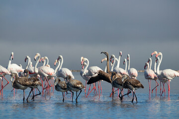 Flock of pink african flamingos  walking around the blue lagoon on the background of bright sky on a sunny day.