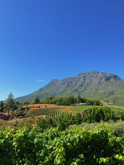 Fototapeta na wymiar Mountain and valley with trees and vineyard at bright day