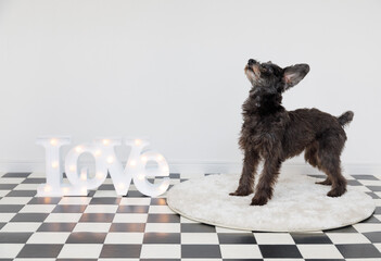 犬とLOVEボード 