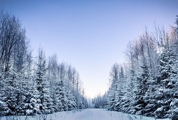Snow-covered fir forest on either side of the trail, with clear blue skies