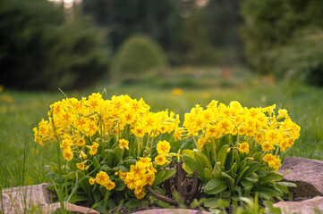 A blooming flowerbed of yellow Primroses against a landscape design of other plants in soft evening lighting. Background