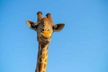 Wild african animal. Close up of large common  Namibian giraffe on the summer blue sky.