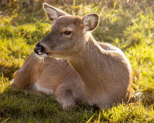 White tailed deer sitting in the grass