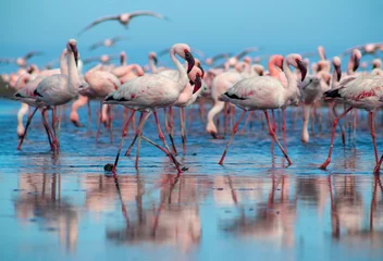 Fotobehang Close up of beautiful African flamingos that are standing in still water with reflection. © Yuliia Lakeienko