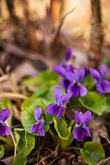 Bright violet purple blooms of viola odorata.