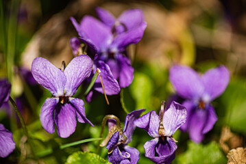 Bright violet purple blooms of viola odorata.