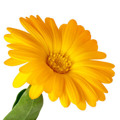 Calendula flower close-up on a white background. Side view. Full depth of field. With clipping path.