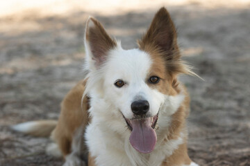 The most beautiful dog in the world. Smiling charming adorable sable brown and white border collie , outdoor portrait  with pine forest background. Considered the most intelligent dog. 