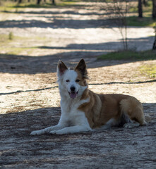 The most beautiful dog in the world. Smiling charming adorable sable brown and white border collie , outdoor portrait  with pine forest background. Considered the most intelligent dog. 