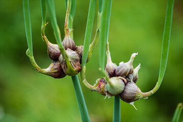 Egyptian onion (allium proliferum) bulbs on tree topsette in spring.