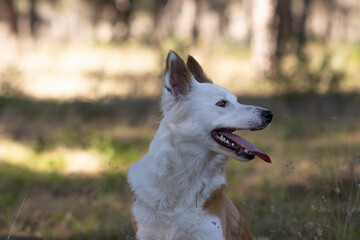 The most beautiful dog in the world. Smiling charming adorable sable brown and white border collie , outdoor portrait  with pine forest background. Considered the most intelligent dog. 