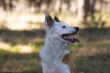 The most beautiful dog in the world. Smiling charming adorable sable brown and white border collie , outdoor portrait  with pine forest background. Considered the most intelligent dog. 