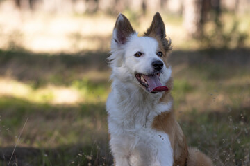 The most beautiful dog in the world. Smiling charming adorable sable brown and white border collie , outdoor portrait  with pine forest background. Considered the most intelligent dog. 