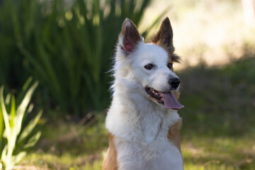 The most beautiful dog in the world. Smiling charming adorable sable brown and white border collie , outdoor portrait  with pine forest background. Considered the most intelligent dog. 