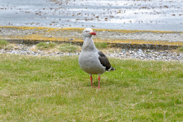 Dolphin gulls in Port Stanley - Falkland Islands