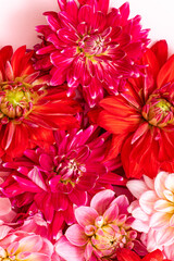  pink and red fresh dahlia, top view