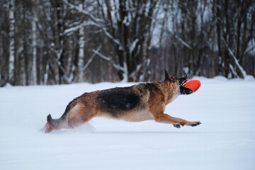 Sports with dog outside. Flying saucer toy. Agile and energetic. Black and red German Shepherd runs quickly through snow against background of winter forest and catches orange disk with teeth.