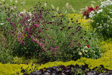 summer garden with different flowers