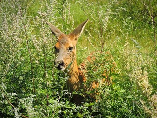 deer in the grass