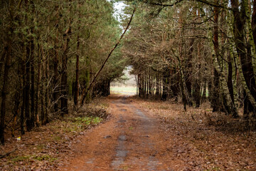 Obraz premium Leśna droga 