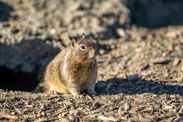 California ground squirrel (Spermophilus beecheyi) sits near its burrow. 