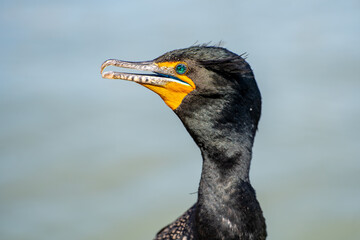 Close-up of a Double-crested cormorant (Phalacrocorax Auritus) with jeweled eye.