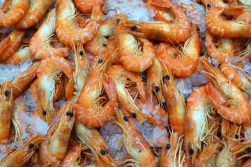 Close up big prawns on ice at the market stall.