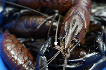 Freshwater Marron selling on seafood market stall. Marron are the largest freshwater crayfish in...