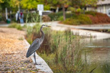 Great blue heron (Ardea cinerea) stands on the shore of Lake Elizabeth in Fremont Central Park