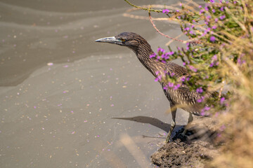 Black-crowned night heron (Nycticorax nycticorax) stands on the shore of a lake.