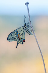 Closeup di farfalla Macaone di profilo tra l'erba - obrazy, fototapety, plakaty
