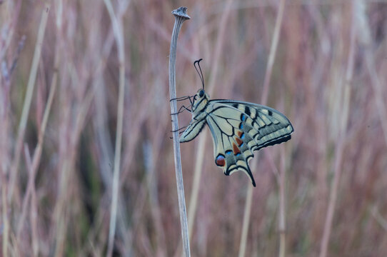Closeup di farfalla Macaone di profilo tra l'erba