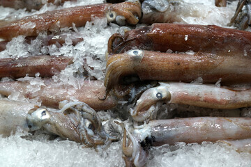 Fresh squids on ice in Sydney seafood market stall