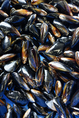New Zealand fresh Mussel at market stall.	
