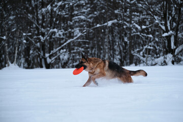 Sports with dog outside. Flying saucer toy. Agile and energetic. Black red German Shepherd runs quickly through snow against background of winter forest and holds orange disk in teeth.