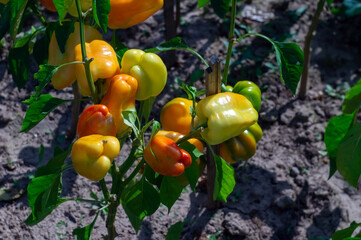 bright sweet peppers on the bed