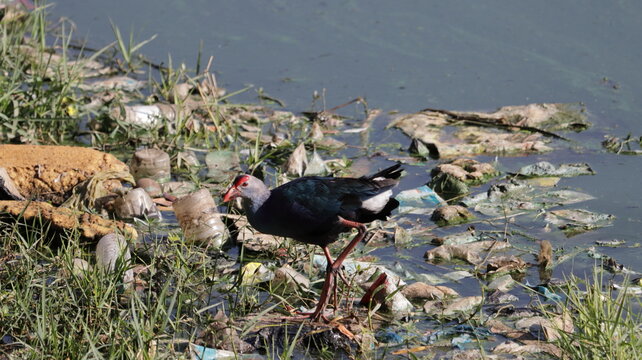 Grey-headed swamphen foraging near the lake