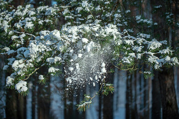 pine forest in winter