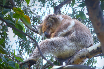 Sleeping koala in gum tree (Kennett River, Australia)