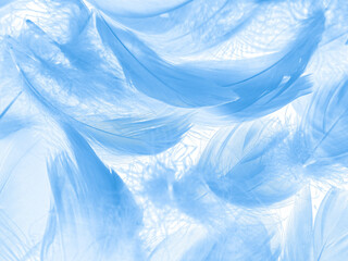 Obraz premium Beautiful abstract blue feathers on white background, white feather texture and blue background, feather wallpaper, blue texture banners, love theme, valentines day , gray gradient