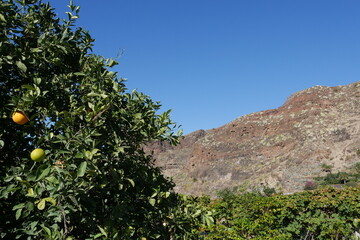 Orangenbaum und kahle Berge auf Gran Canaria