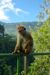Funny monkey sitting on the fence