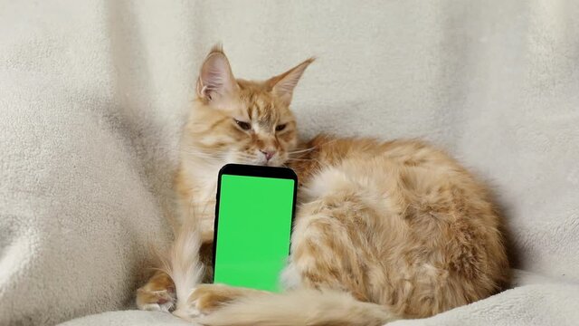 phone, smartphone with a green screen chroma key against the background of a red Maine Coon cat lying on a light blanket in an armchair. Online shopping concept for pets, mobile applications. Mockup