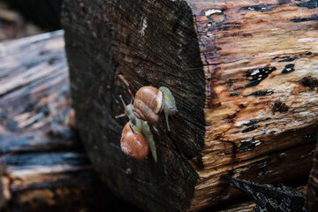 small and slimy garden snails crawling on an old wood