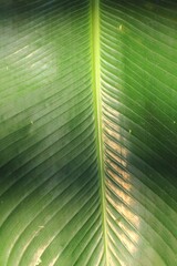 green palm leaf
