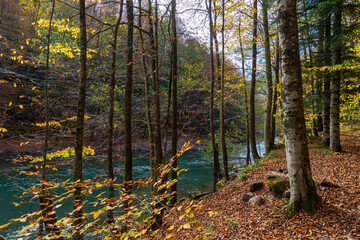 Autumn forest. Clean mountain river in the autumn forest.