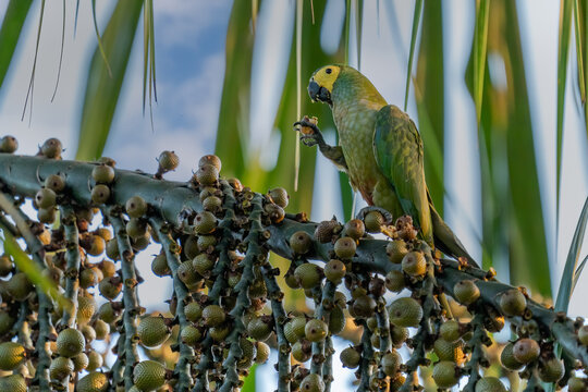 Red-bellied Macaw, Orthopsittaca Manilata, green colored parrot bird with yellow head and red belly, palm lagoon Lagoa Das Araras, Bom Jardim, Nobres, Mato Grosso, Brazil, South America