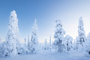 Magical winter landscape. Snow cowered trees. Winter in Finland