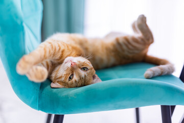 beautiful ginger cat stretching on a velvet blue chair. Sleepy lazy morning. The kitten lies with its paws up on its back and looks at the camera. Sunny weather outside. Light interior
